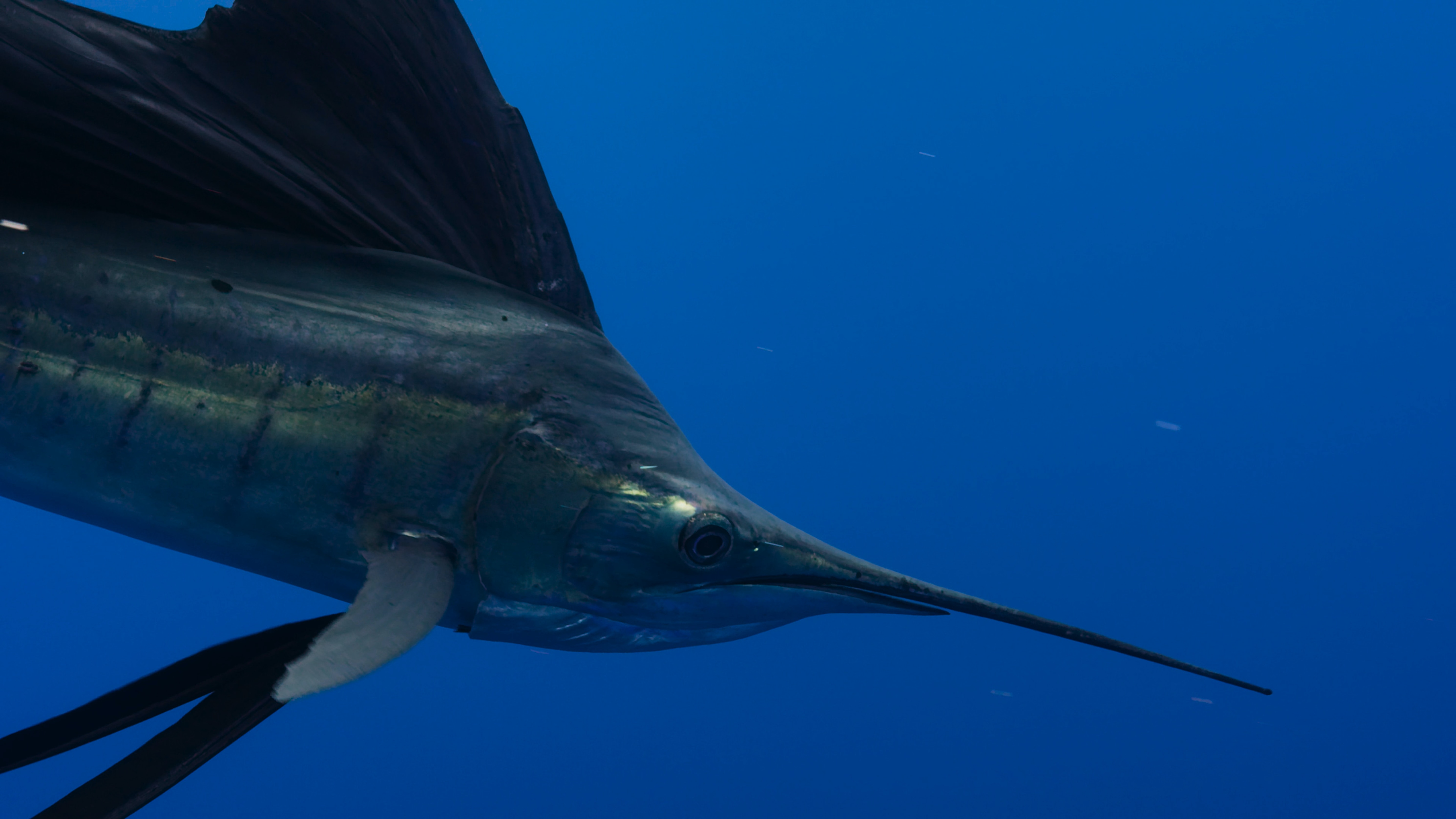 Marinated swordfish skewers